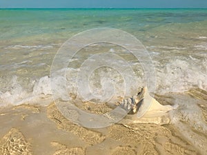 Waves wash up on a conch shell in Turks and Caicos