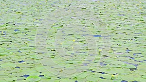 Waves in the water move the water lilies in sync