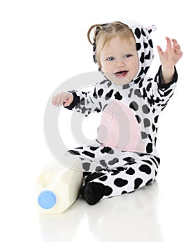 Waving Baby Holstein