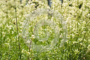 Waving grass field blowing in the wind