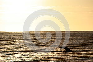 Waving humpback whale
