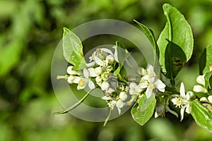 Waving lemon branch with fresh new fruits and blooming flowers