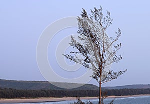 Waving Leaves of a Tree in Breeze with Beach in Background