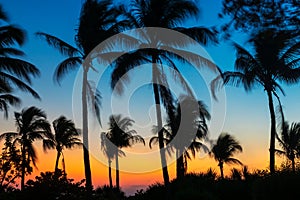 Waving Palm Trees at Sunset in Fort Myers Beach Florida USA photo