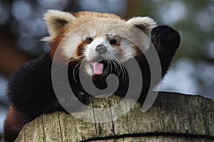 Waving Red Panda