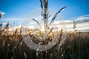 Waving reed plumes in the evening light