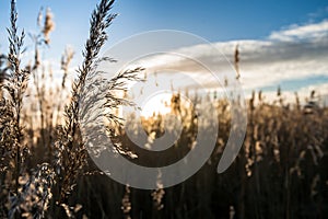 Waving reed plumes in the evening light