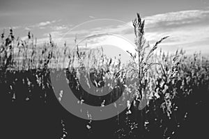 Waving reed plumes in the evening light