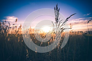 Waving reed plumes in the evening light