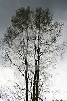 Waving reflection of trunks of trees on the water surface