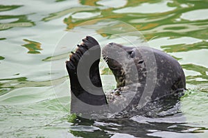 Waving seal