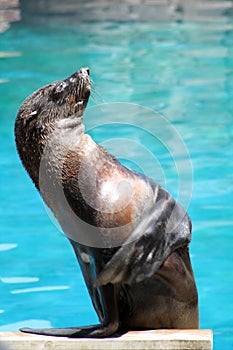 Waving seal