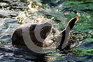 Waving seal in water