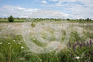 Waving stipa in the Ukrainian steppe.