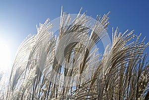 Waving Summer Grasses in the Sun photo