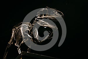 Waving Tyrannosaurus Rex body fossil reconstructed into a full size model on a dark blac