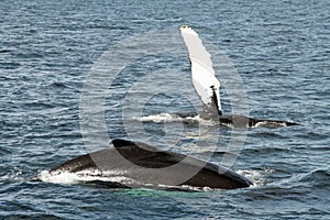 Waving whale photo