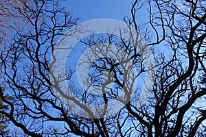 Wavy branches of robinia pseudoacacia in winter