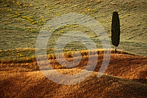 Wavy breown hillocks with alone solitaire cypress tree, sow field, agriculture landscape, Tuscany, Italy