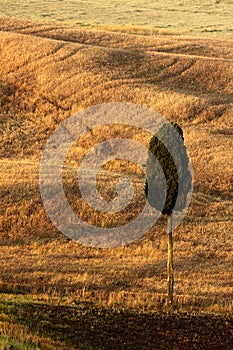 Wavy brown hillocks with solitaire cypress tree, sow field, agriculture landscape, Tuscany, Italy