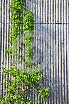 Wavy, crinkled, metal iron wall of building, green ivy, vines climbing side of structure