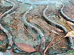 The wavy curves on the metal hatch are covered with autumn foliage.