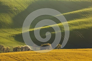 Wavy green fields. Striped rolling sunny hills at sunset