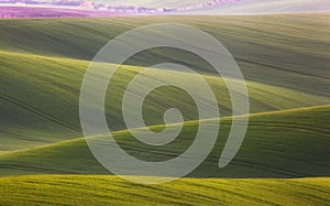 Wavy green fields. Striped rolling sunny hills at sunset