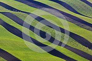 Wavy green fields. Striped rolling sunny hills at sunset