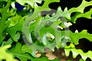 Wavy green leaf of Selenicereus plant