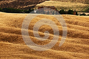 Wavy hillocks sow field with house, agriculture landscape, nature carpet, Tuscany, Italy