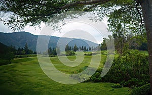 Wavy hills of green landscape mysterious scene, pine trees, short grass with mountain view in background, nature wallpaper