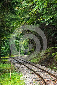 Wavy log railway tracks in wet green forest with fresh meadows