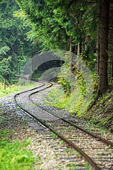 Wavy log railway tracks in wet green forest with fresh meadows