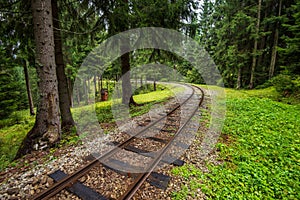 Wavy log railway tracks in wet green forest with fresh meadows