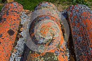 Wavy Old tiles with lichen and moss