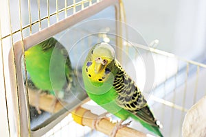 Wavy parrot in a cage.