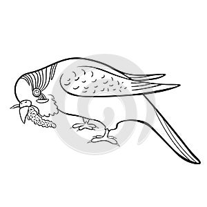 Wavy parrot eats a branch of Senegalese millet. vector illustration