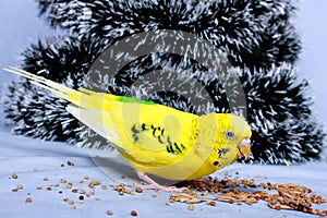 A wavy parrot eats a corn.