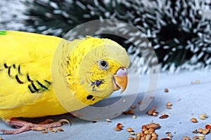 A wavy parrot eats a corn.