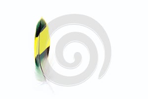 Wavy parrot feather on white background. Budgerigar Green feather. Copyspace.