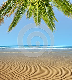 Wavy sandy beach at low tide with palm tree