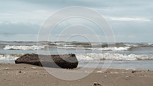 Wavy sea and a log covered with water weed on the shore