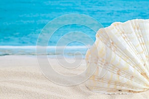 Wavy shape seashell on ocean sea sandy beach and water on the background for relaxing wallpaper