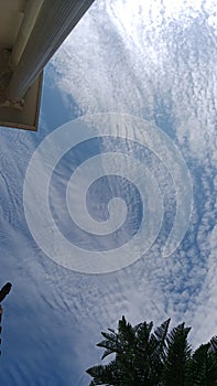 Wavy sky with pine tree tipe silhoutte
