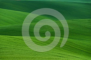 Wavy summer rural landscape in green color. Natural Green Background texture. Green moravian spring undulating fields of crops