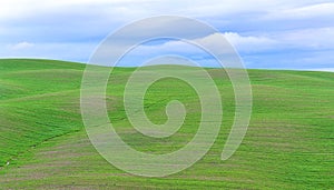 Wavy vast green meadows at Tuscany.