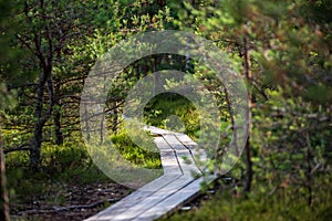 wavy wooden foothpath in swamp forest tourist trail