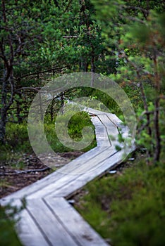 wavy wooden foothpath in swamp forest tourist trail