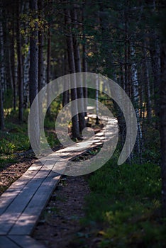 wavy wooden foothpath in swamp forest tourist trail